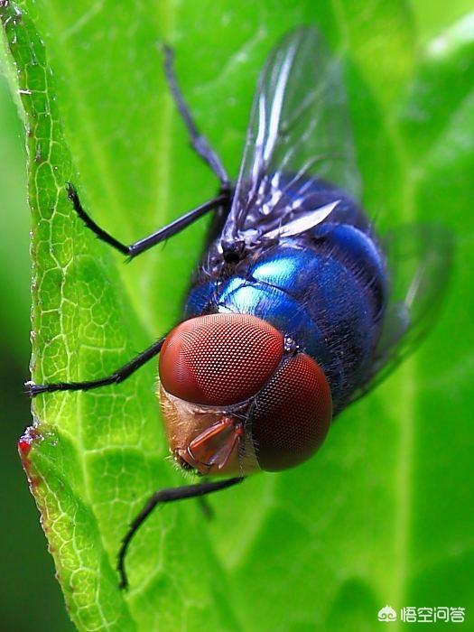 蛆虫疗法是真的吗，绿头苍蝇和红头苍蝇有什么区别