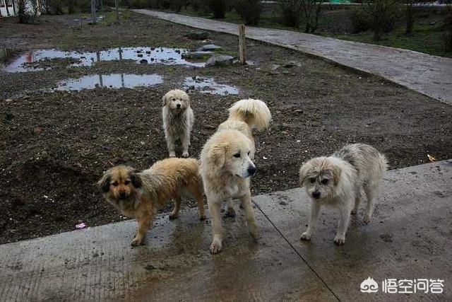搜狗流浪犬:上海警方：三个月收容流浪犬上万只, 你怎么看？