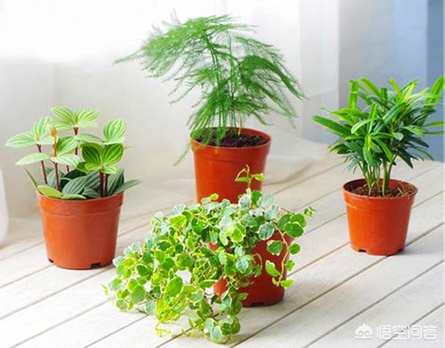 客厅里面放什么植物比较好？