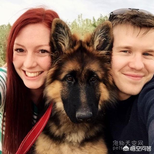 德国牧羊犬在线论坛:养德国牧羊犬是怎样一种体验？ 德国牧羊犬成年犬的抵抗力如何