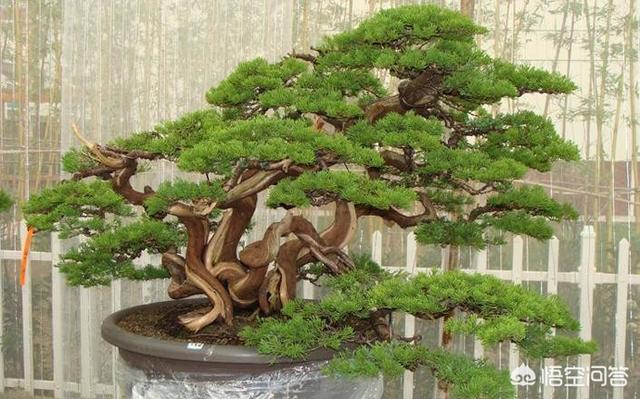 想种植盆景 哪种比较好 头条问答