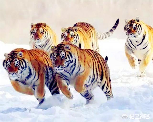出生在十二生肖中的虎;十二生肖属虎出生月命