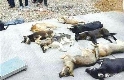 国外虐狗视频:恶犬咬伤4人，太和民警果断开枪将其击毙, 你怎么看？