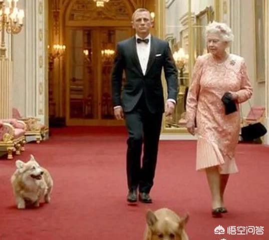 英国皇室犬柯基价格:为什么有人说养狗要养柯基犬？