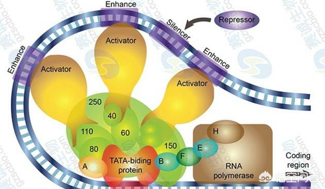 头条问答 - 转录因子和增强子有什么关系?(1个回答)