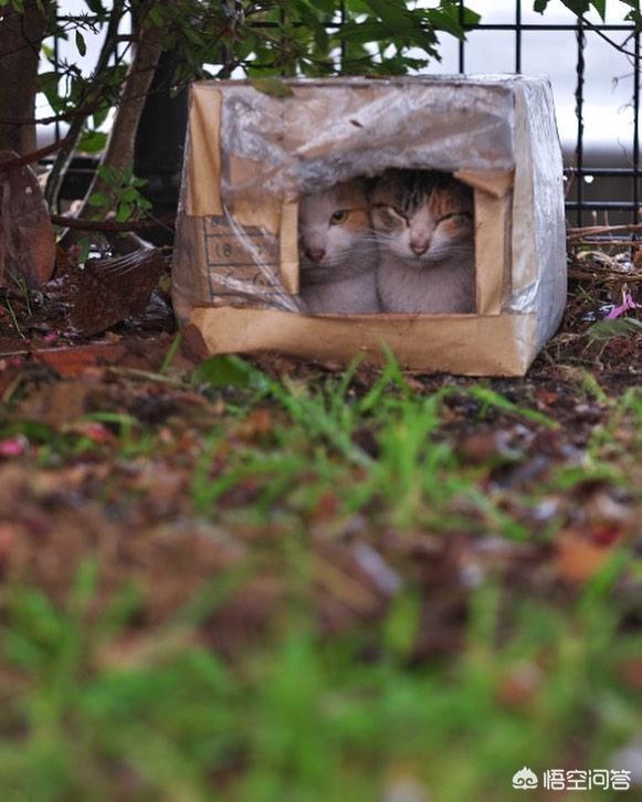 乡下怎么养猫:大家平时是怎么喂流浪猫的？