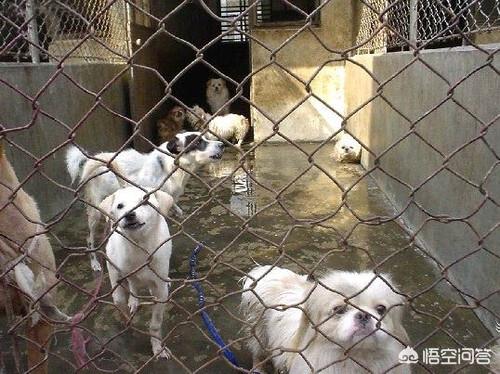 流浪狗和流浪猫图片:流浪狗和流浪猫在线阅读 流浪猫和流浪狗相比，哪个对环境的危害比较大？