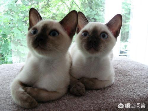 世界名猫之爪哇猫品种介绍:缅甸猫是哪个国家的品种？
