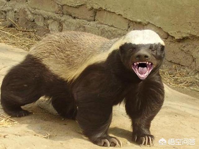 蜜獾和袋獾哪个厉害:蜜獾和袋獾哪个更厉害 蜜獾的生存能力真有那么强吗？