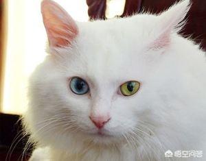 缅因猫兽到底是什么:最大和最小的宠物猫分别是什么？