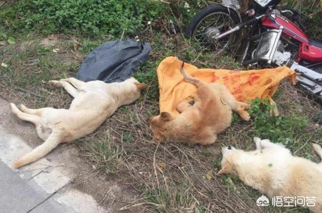 人狗交配:狗狗近亲繁殖是可以的吗？