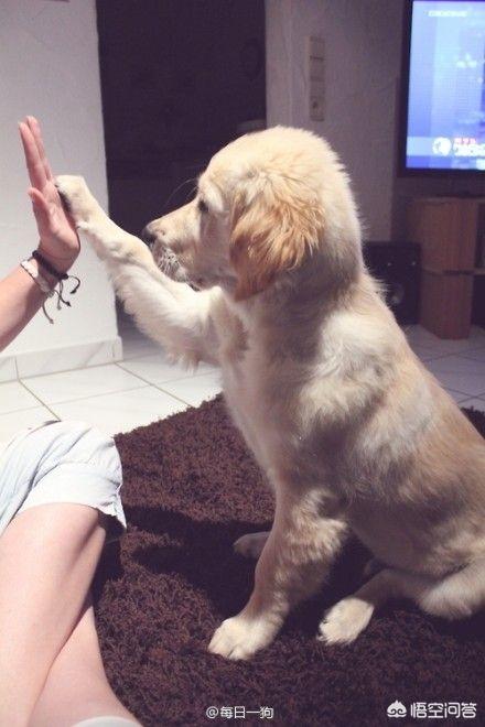 训犬教程:怎样才能养出一只听话的狗呢？ 训犬教程全集免费版