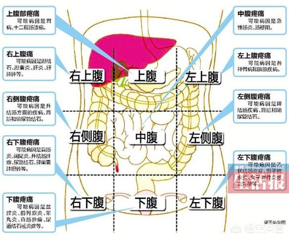 肚脐眼周围内脏图图片