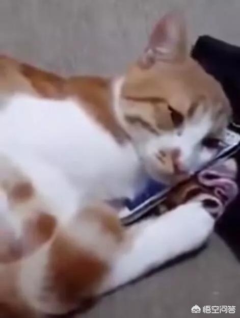养猫记angelo:俗话说：狗记千、猫记万、小鸡就记二里半，这话准确吗？