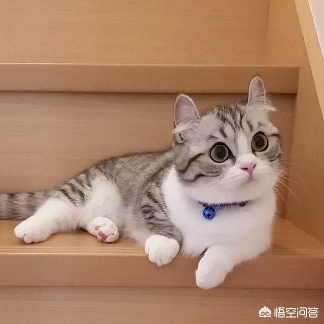 濮阳宠物猫领养网:如何同城领养猫咪？需要哪些注意事项？ 58同城宠物猫免费领养