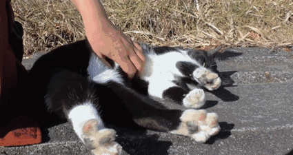 小猫跳出来轻轻咬一下腿就跑:我家猫咪每天早上8:00锻炼身体，两房间来回的串，你家的呢？