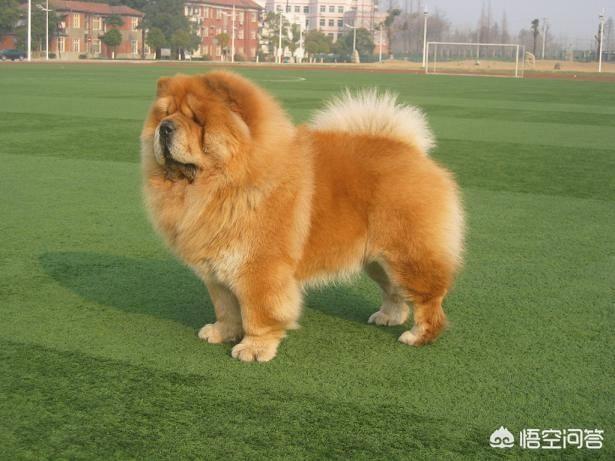 西施犬值钱吗:为什么中华田园犬就不如其他狗“值钱”？