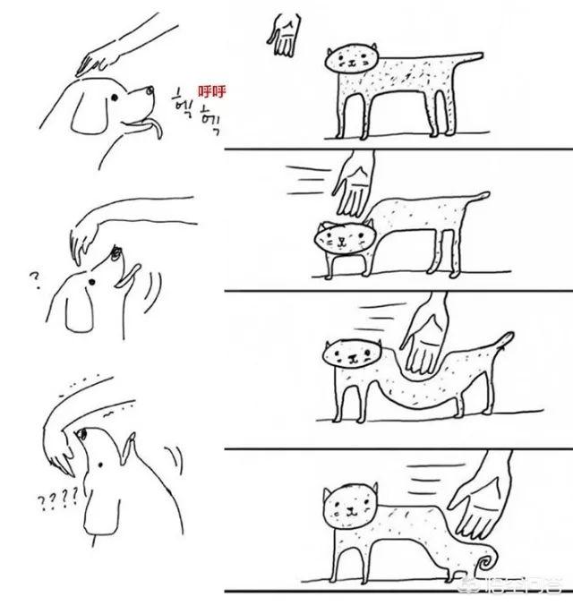 两只猫的二重奏视频:养猫为什么会上瘾？明明已经有两只了，为啥还想再养？