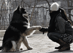 评雪地灵犬3:养阿拉斯加雪橇犬是种怎样的体验？
