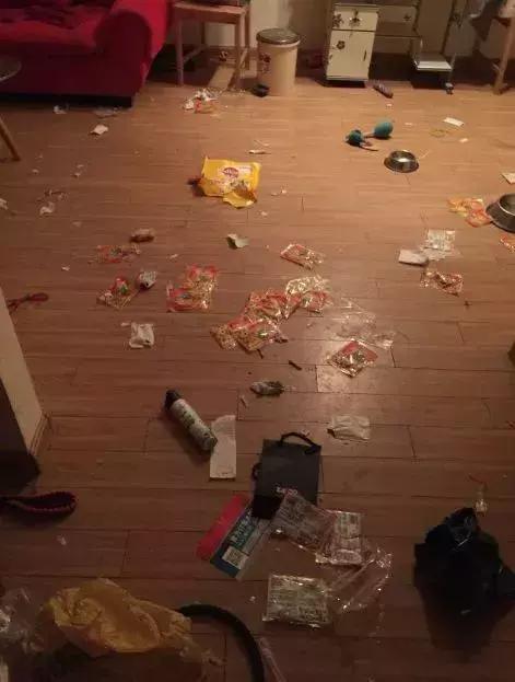 评雪地灵犬3:养阿拉斯加雪橇犬是种怎样的体验？