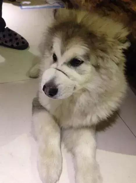 评雪地灵犬3:养阿拉斯加雪橇犬是种怎样的体验？