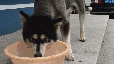评雪地灵犬3:养阿拉斯加雪橇犬是种怎样的体验？