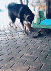 评雪地灵犬3:养阿拉斯加雪橇犬是种怎样的体验？