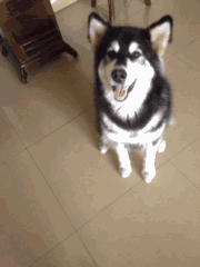 评雪地灵犬3:养阿拉斯加雪橇犬是种怎样的体验？