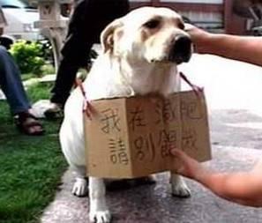 驯养宠物知识大全:怎样饲养狗狗才是正确的？