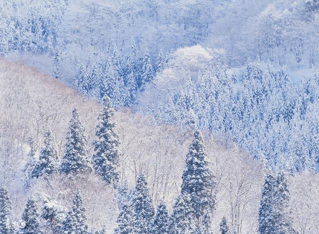有哪些关于雪的美句？