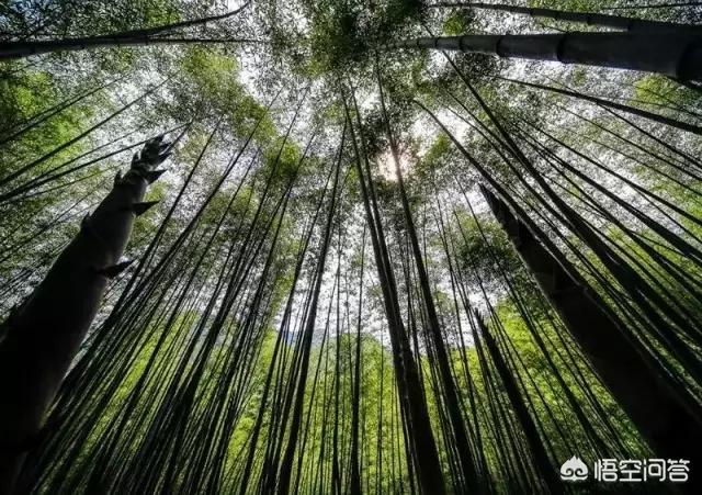 娘娘山海拔,贵州盘州市哪个景区最好玩？