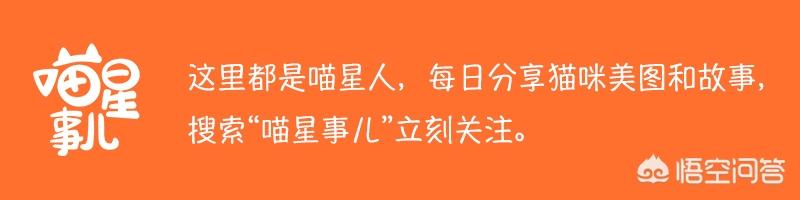 养猫:为什么有些人很喜欢养猫？