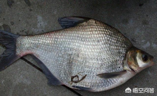鲟鱼都有哪些品种，新疆产鱼量最大的地方在哪里都有什么品种