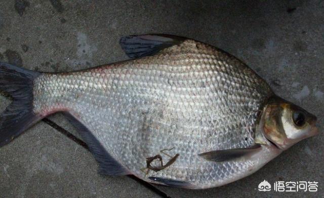 9年前湖中曾出青鱼王212斤:青鱼多久能长到十斤以上，养殖的时候应该注意什么？