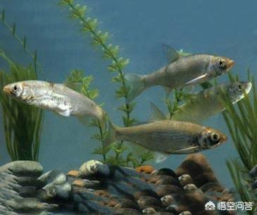 9年前湖中曾出青鱼王212斤:青鱼多久能长到十斤以上，养殖的时候应该注意什么？