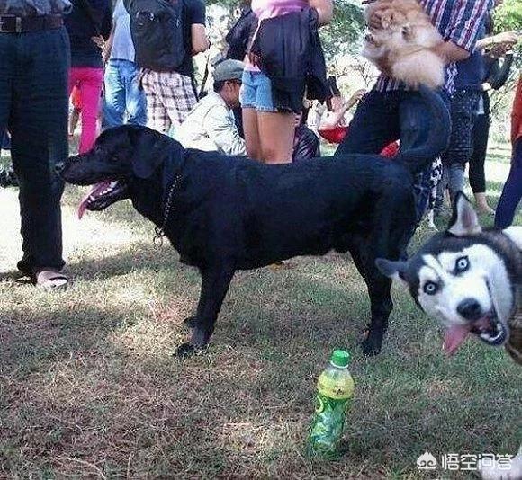 哈时期:俄式“哈士奇”级核潜艇，性能比名字更靠谱吗？ 哈时玛是大牌吗