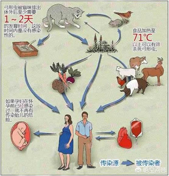 弓形虫感染:和感染弓形虫的人一起吃饭，会被感染吗？