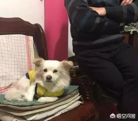 养狗这件事:对于狗狗来说一生最重要的是什么东西？