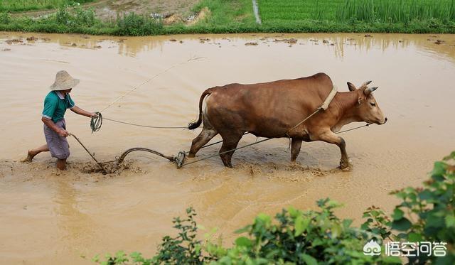 和田玉什么颜色最贵依次顺序,和田玉为什么贵不过翡翠？