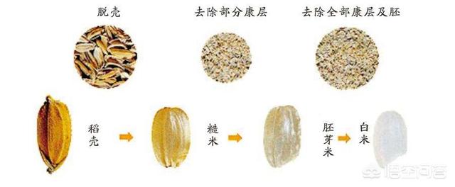 精米和糙米,谁的营养价值高？