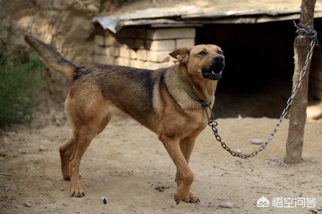 金丹犬大狗哪里买:一只纯种金丹犬多少钱 如果一个人被几只大型狗狗围咬，要怎么驱狗救人？