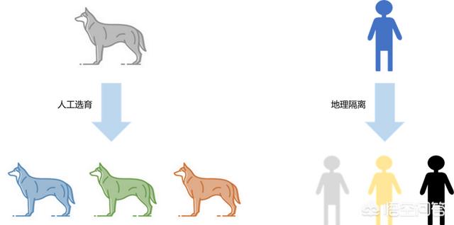 克罗斯河大猩猩仅200只:为什么其他动物有许多许多的品种，人类只有3种？