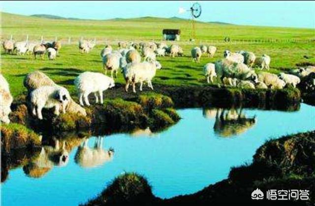 新疆羊肉为啥基本没膻味，为什么内蒙草原的羊肉吃起来没有膻味，而内地的羊肉膻味却那么大
