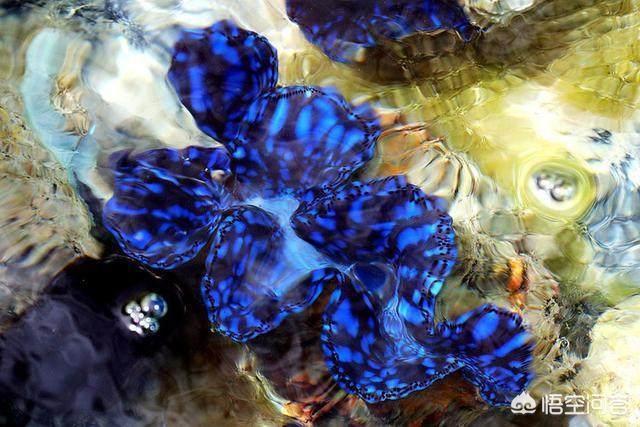 玉带活了是什么样子的,人生百态，你活成了什么样子？