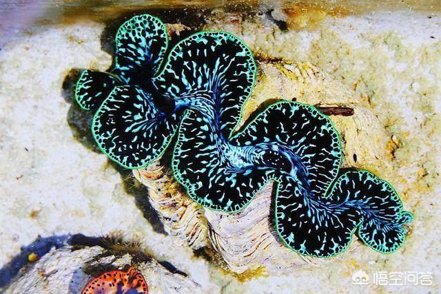 玉带活了是什么样子的,人生百态，你活成了什么样子？