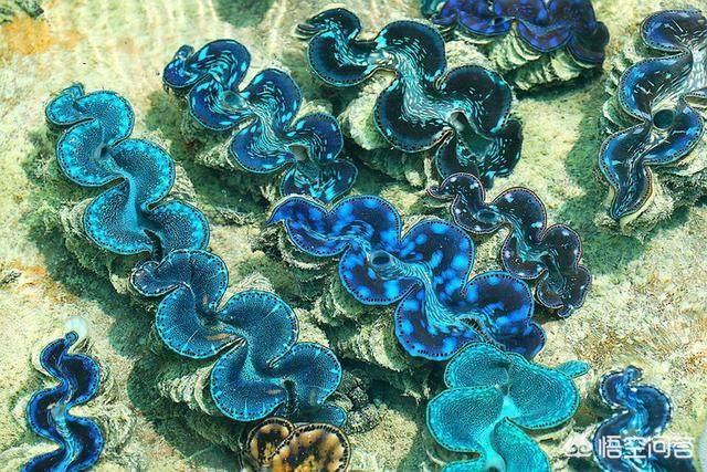 玉活了是什么样子的,砗磲活着的时候是什么样的？