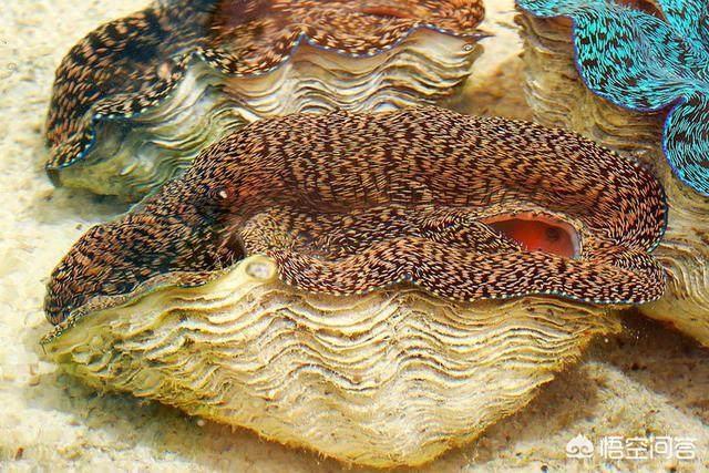 玉活了是什么样子的,砗磲活着的时候是什么样的？