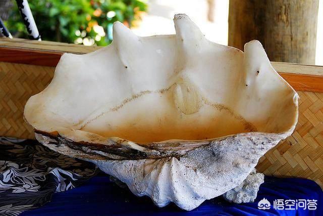 玉活了是什么样子的,砗磲活着的时候是什么样的？