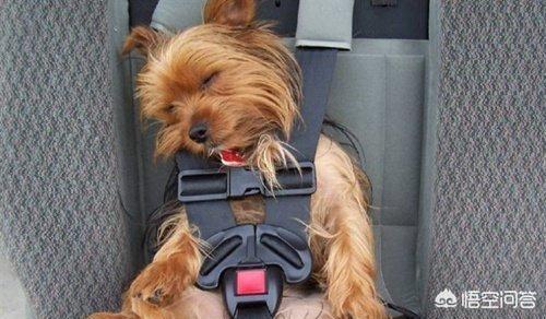 东莞训犬视频:怎么解决狗狗晕车的问题？ 东莞训犬俱乐部