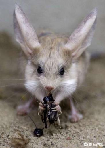 长耳跳鼠多少钱:请问这是什么动物，是否发生变异还是其他原因？ 长耳跳鼠吃什么